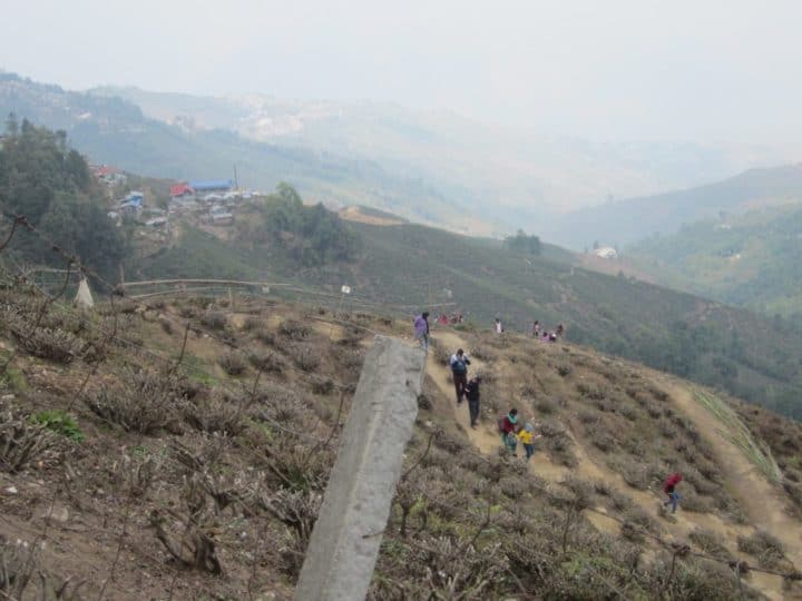 happy valley tea estate darjeeling