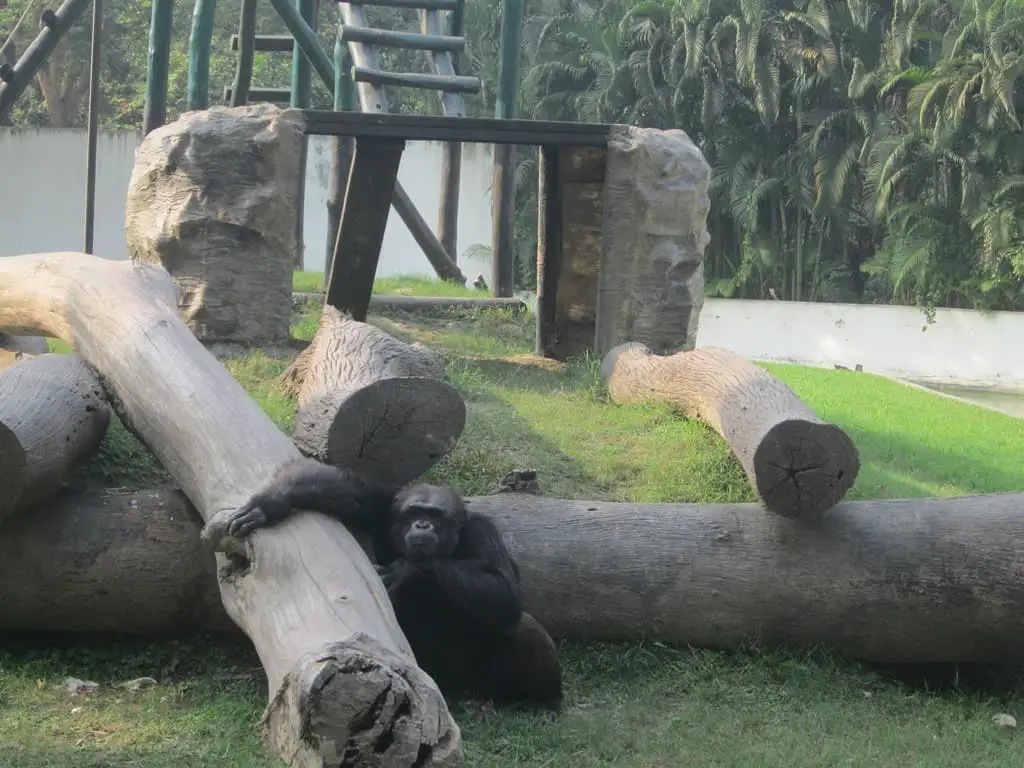 Alipore zoological garden Kolkata chimpanzee