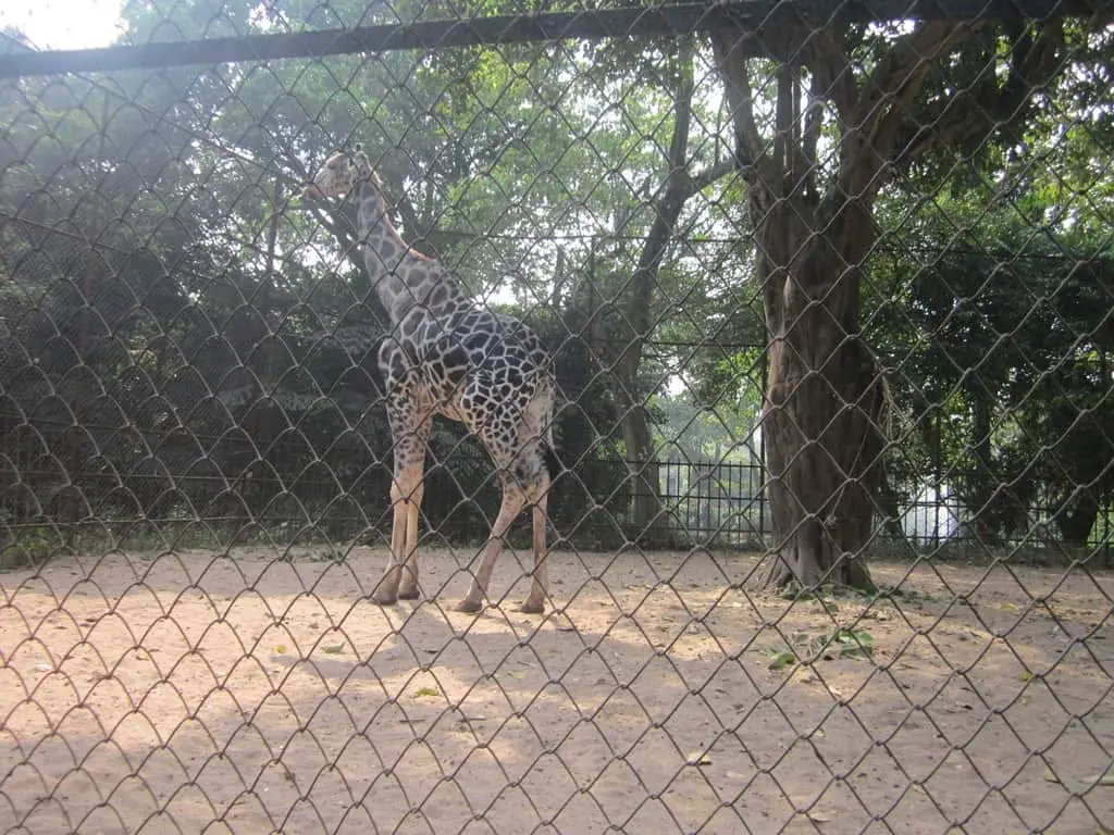 alipore zoo giraffe