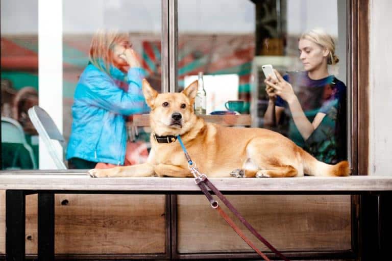 14 Best Dog Friendly Beaches in Michigan