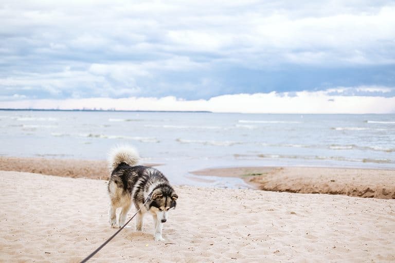 14 Best Dog Friendly Beaches in Michigan