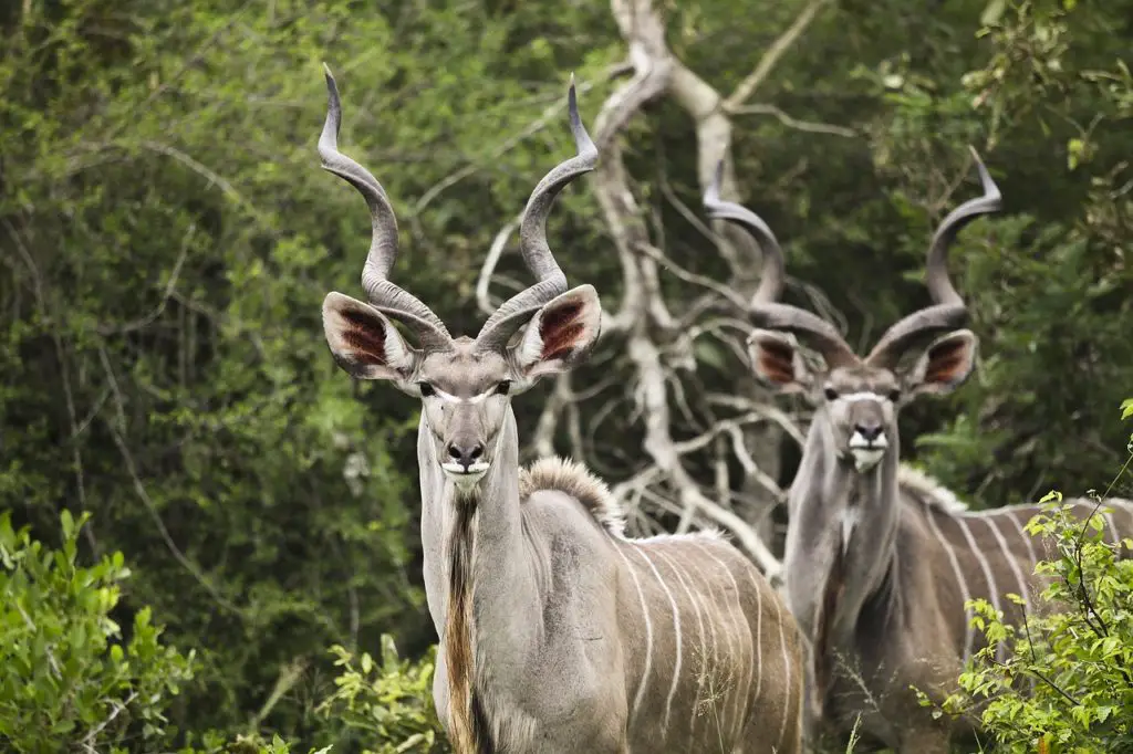 Africa Kudu Buck Wild Animals