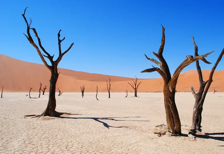Namibia Africa Deadvlei Desert Drought Tree