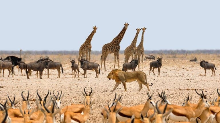 Namibia Africa National Park Nature Dry Water Hole