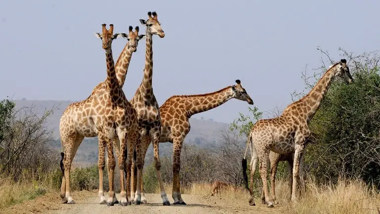 South Africa Wild Animals Giraffes