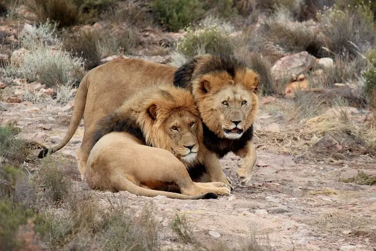 Best time to visit South Africa for Wildlife Lion Safari