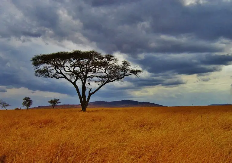 Tanzania Acacia Tree