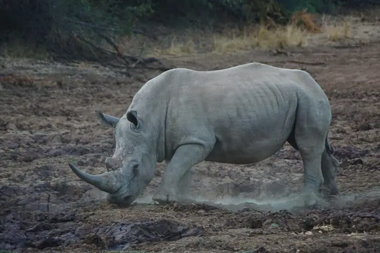 White rhino at the Pilanesberg National Park