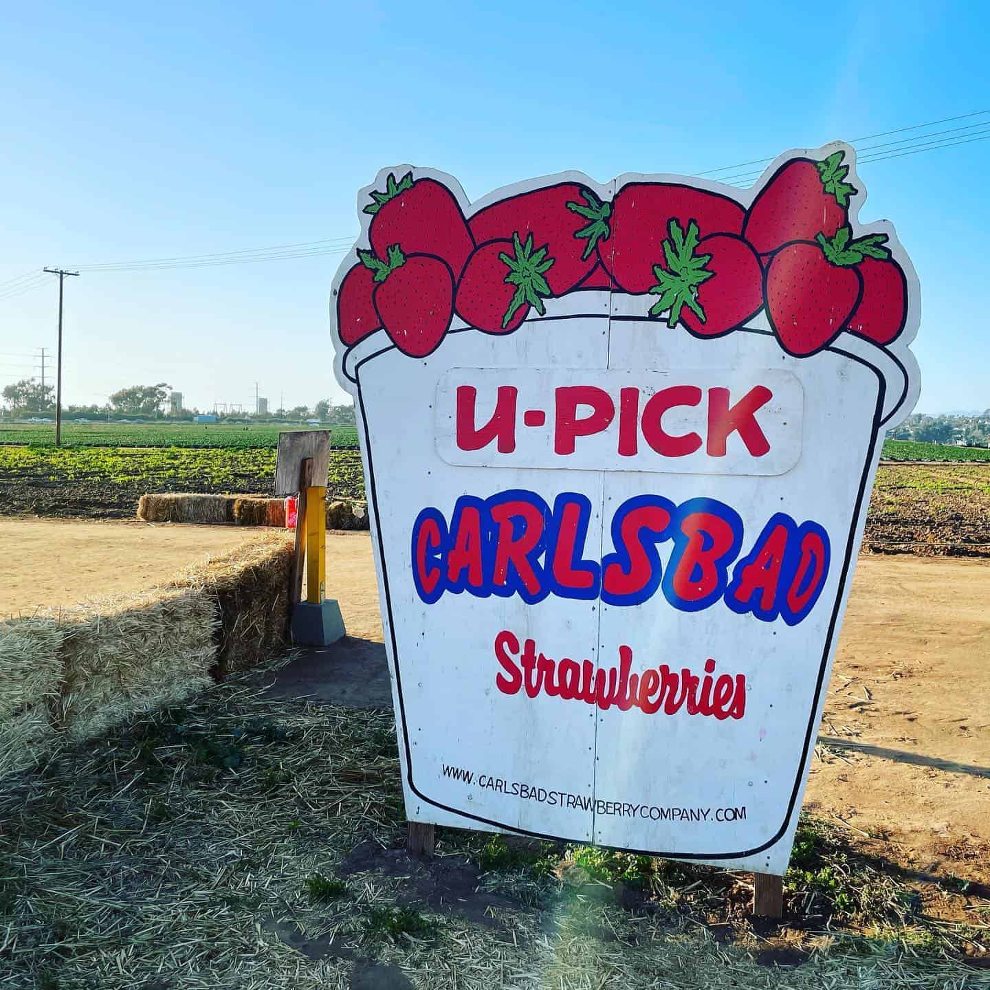 14 Best Strawberry Picking Farms Near San Diego 2024