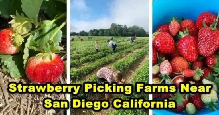 9 Best Strawberry Picking Farms Near San Diego PYO 2024   Strawberry Picking Farms Near San Diego California 768x402 